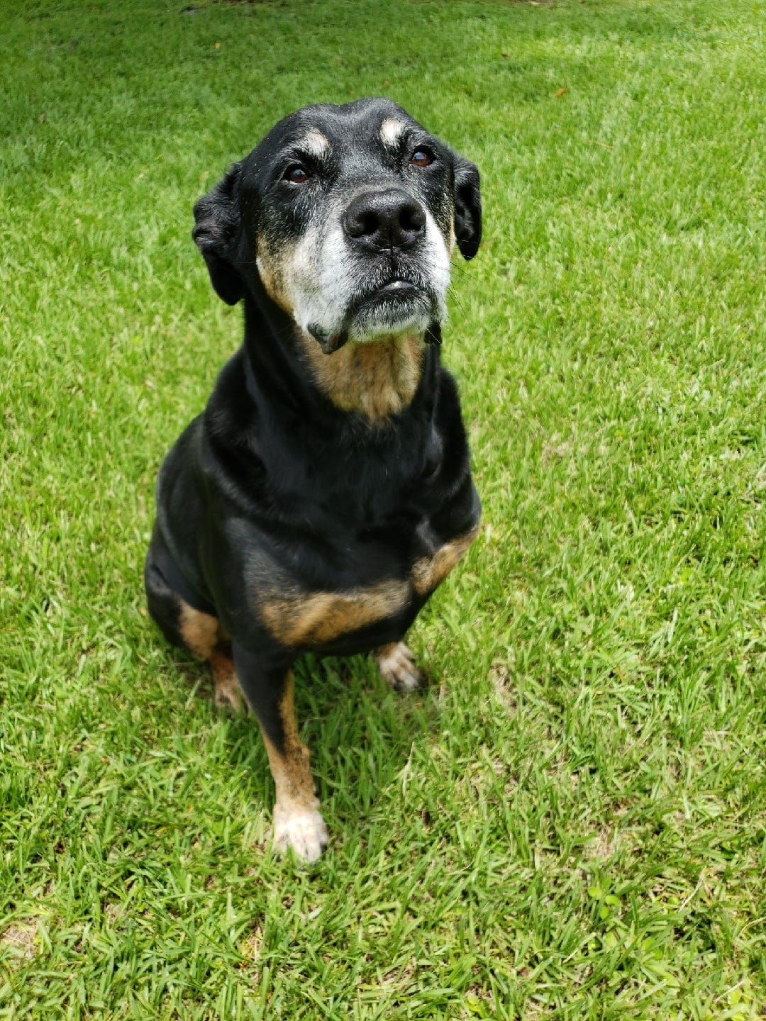 dogs and cats forever near me